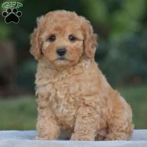 Venus, Cavapoo Puppy